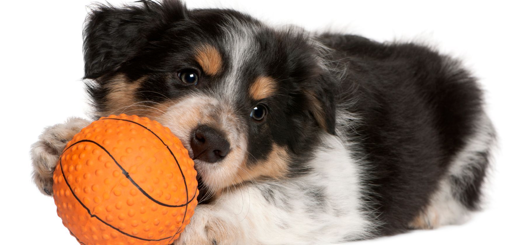 Welpe mit Spielball
