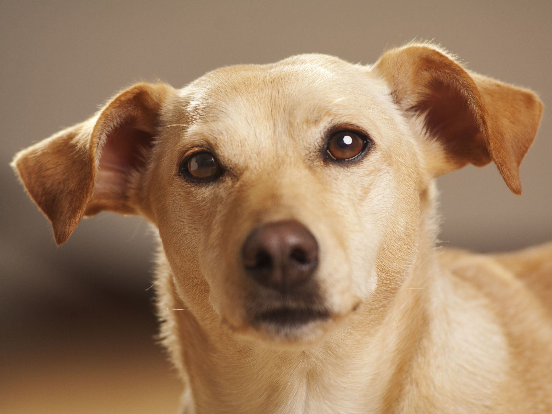 Hund