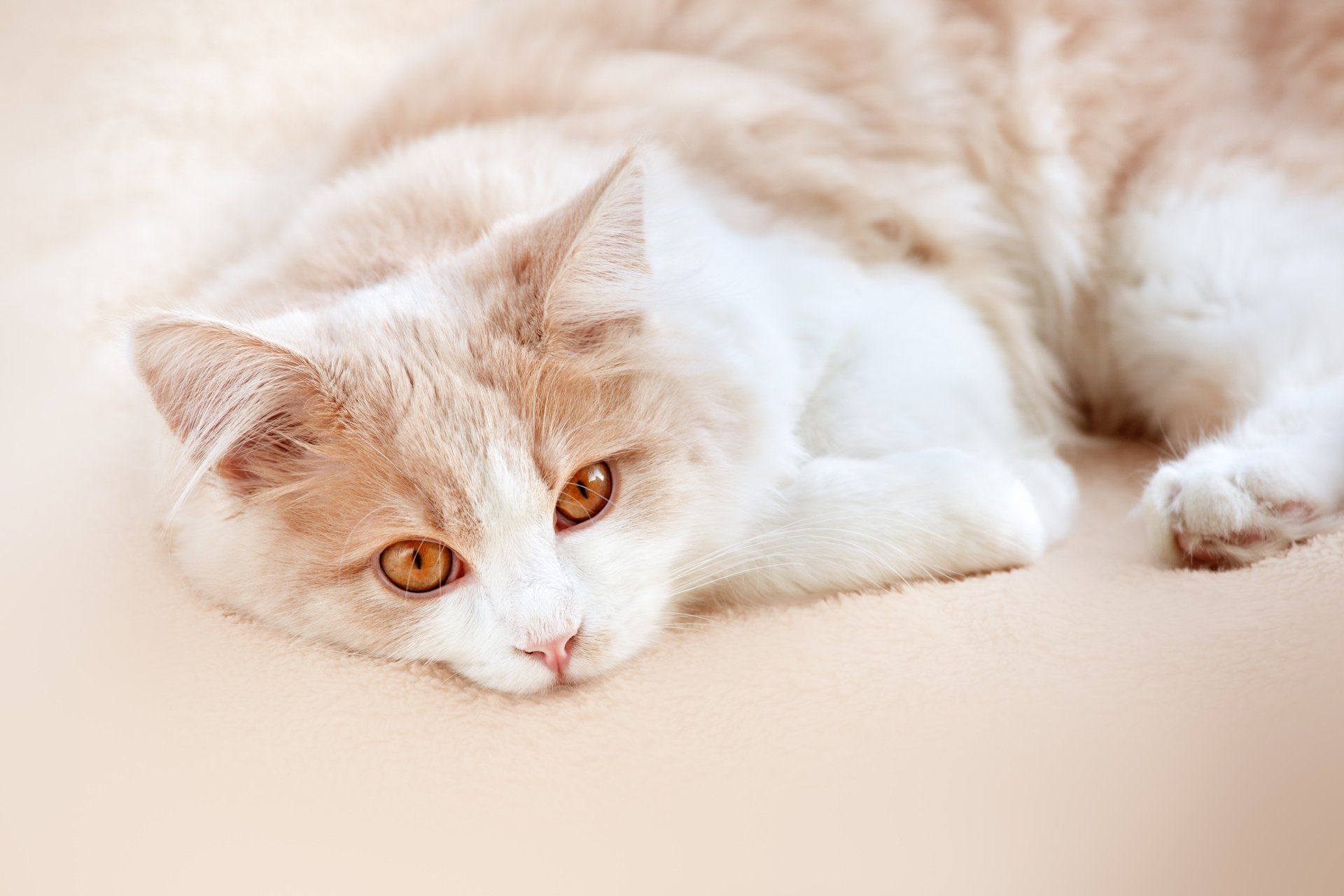 Katze