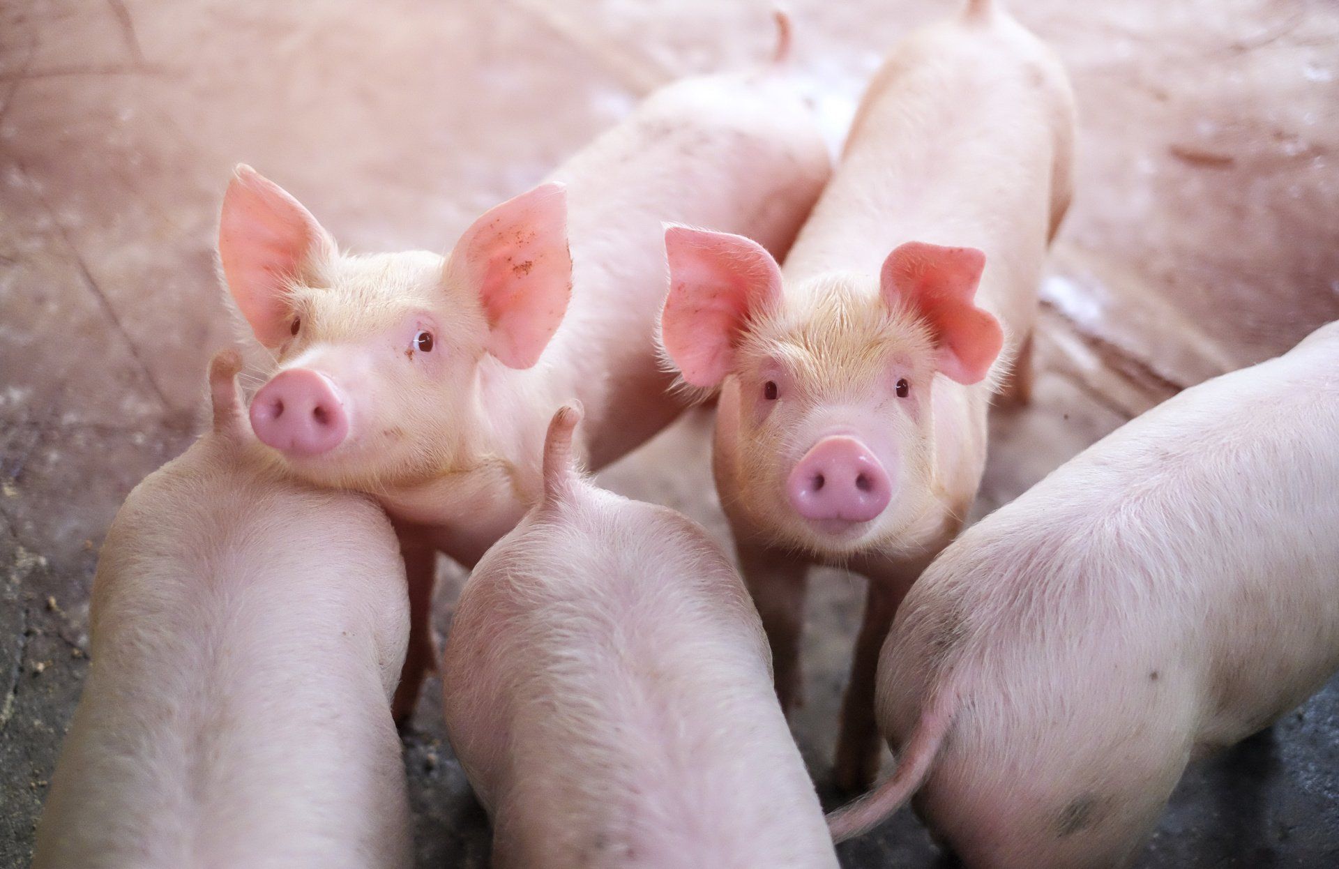 Schweine in der Bestandsbetreuung